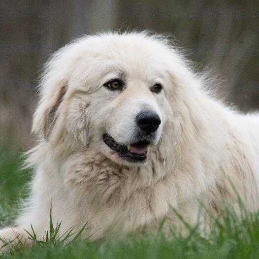 Pyrenean Mountain Dog